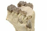 Partial Fossil Early Pig (Perchoerus) Skull - South Dakota #269766-5